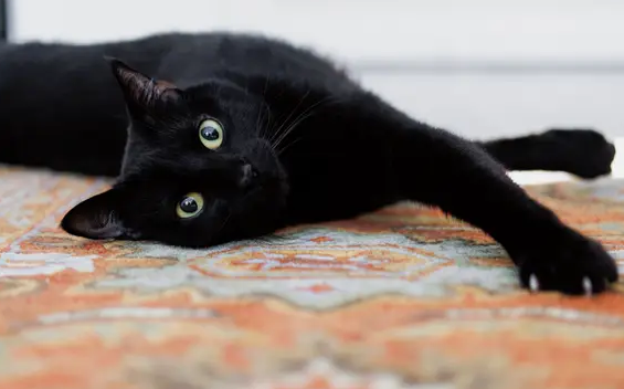 A Corpse Pope A Corpse Pope